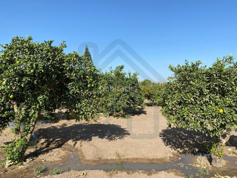 Foto faf13d7a-821c-4e31-b641-ef0f748dca5c. Finca rústica parcela en la puya en Palacios y Villafranca (Los)