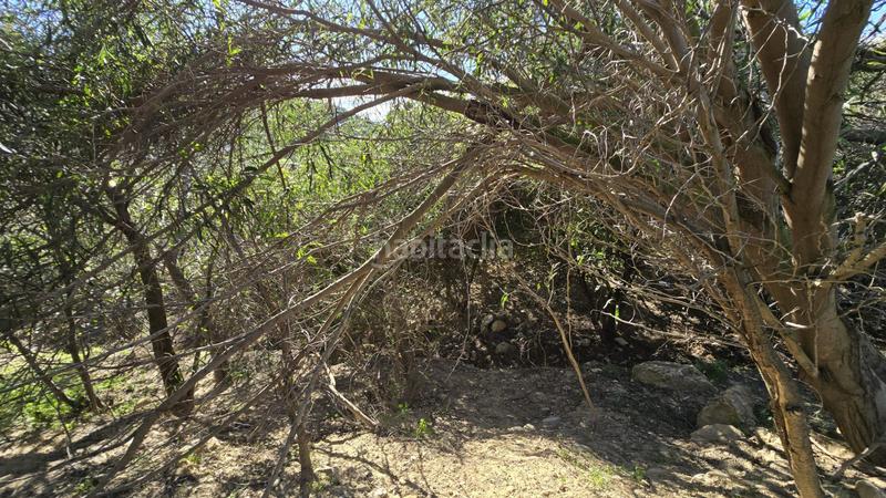 Foto 065742b7-09fe-4581-8707-f3ad559ad9bf. Landgut in Oliva pueblo Oliva