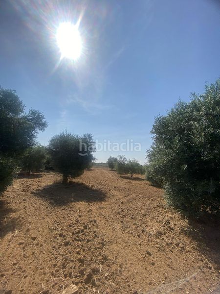 Foto 9c4469e0-954f-4683-aa44-dba0d25080fb. Finca rústica a Puebla de Cazalla (La)