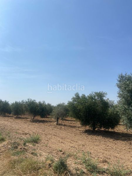 Foto fc7270b3-8812-4702-a182-09317293cf32. Finca rústica a Puebla de Cazalla (La)