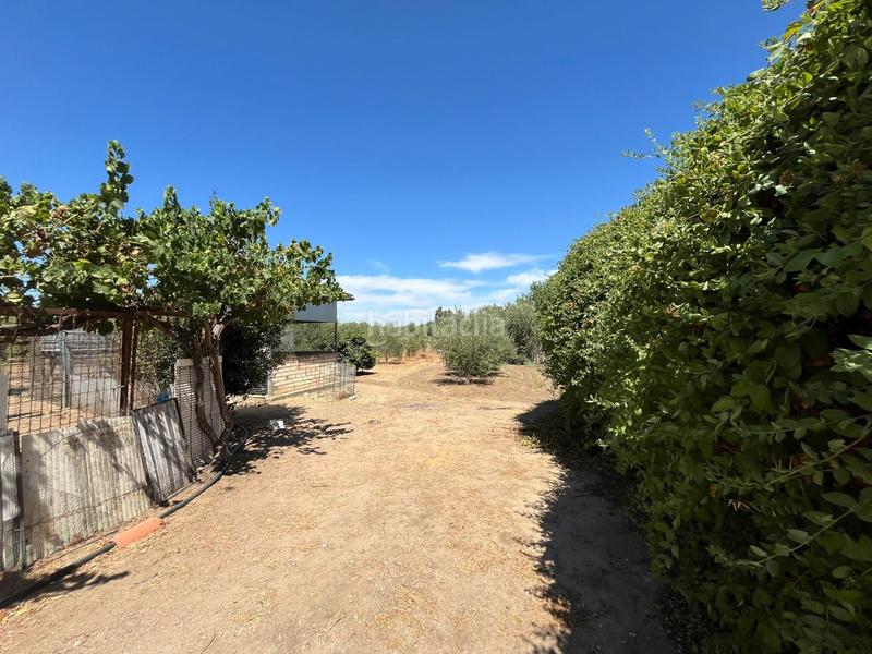 Foto 6805b8bf-8702-4f7a-89e2-965aad868abd. Finca rústica magnifica parcela rustica!! en Marchena