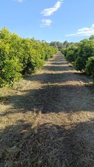 Rural plot in Vilamarxant. Campo rústico con naranjos en producción