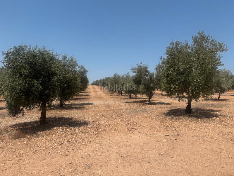 Foto a65256c8-b08f-46eb-8e3d-577ebe8d111a. Finca rústica llanos en Cacín