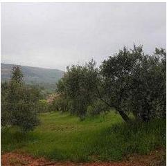 Finca rústica  Casa mayor,poligono 4. Terreno en venta