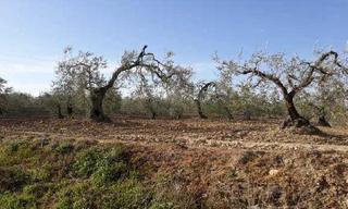 Propriété à Viejo o de gerena poligono 7, parcela 78 s/n. Terreno en venta