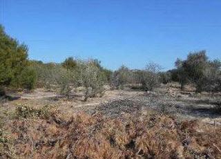 Finca rústica a Partida terrer y otras s/n. Terreno en venta