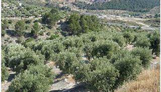 Finca rústica a Lietor polig 6. Terreno en venta