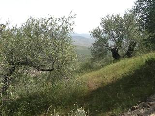 Fondo rustico in Torre selvar, partido de castil de campos polígono 1. Terreno en venta