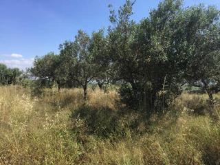 Terreny residencial a Sector sau 2. Terreno en venta