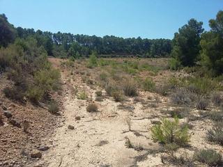 Finca rústica a Hoya blanquilla, poligono 56 par 308. Terreno en venta