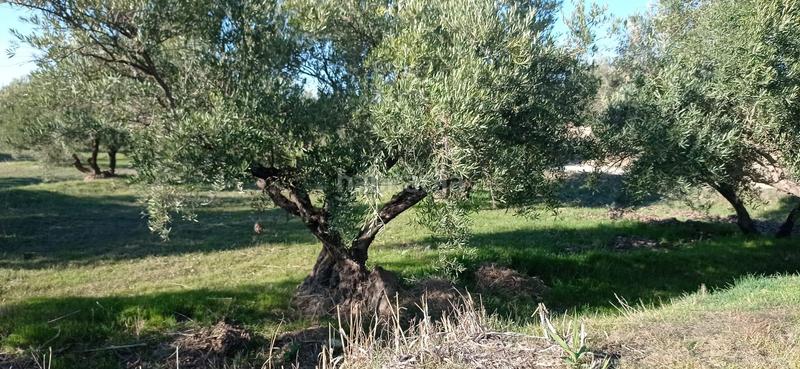 Foto 13d9e1a8-530f-4043-a300-6d7601e0400d. Finca rústica en paraje ciguirre 1 terreno en venta en Lugros