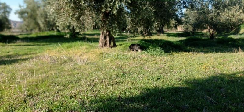 Foto 5b0b8f91-8cf2-43b8-bba7-0a47afabaf52. Finca rústica en paraje ciguirre 1 terreno en venta en Lugros