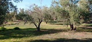 Finca rústica a Paraje ciguirre 1. Terreno en venta