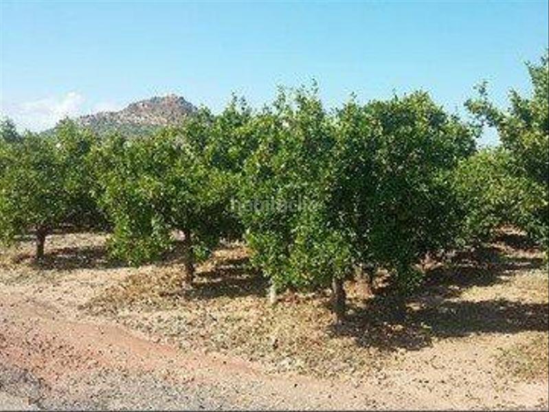 Foto 00a63ac0-6243-4ef7-b04b-e101e83a2225. Finca rústica a 12 - ponto s/n a Almenara