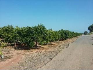 Finca rústica a 12 - ponto s/n. Terreno en venta