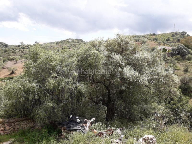Foto dfd878fc-8593-41c3-b74b-126665d4ef2e. Finca rústica en los frailes 124 terreno en venta en Cútar