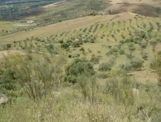Propriété  Arroyo de la piedras. Terreno en venta