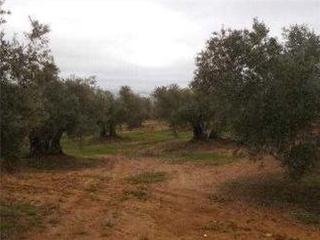 Finca rústica  Paraje cuesta de la muela. Terreno en venta