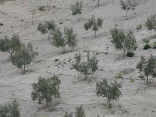 Finca rústica  Loma de las chozas y cumbre pago perea. Terreno en venta