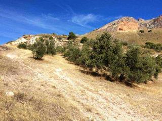Finca rústica a Paraje morena 9. Terreno en venta