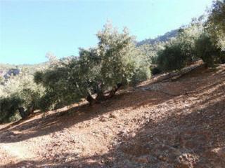 Finca rústica  Las palomas. Terreno en venta