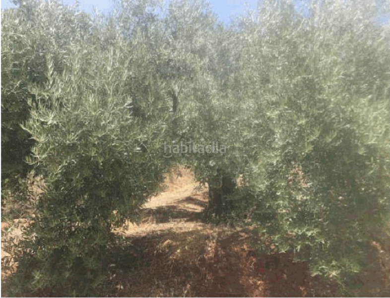Foto faa23003-1485-424b-821e-ce539c9e0223. Finca rústica terreno en venta en Martos