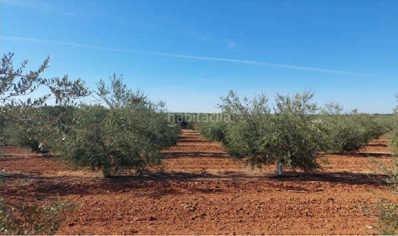 Foto 00c88f44-54fc-4b3c-bbd5-5ef865d64e09. Fondo rustico in Arahal