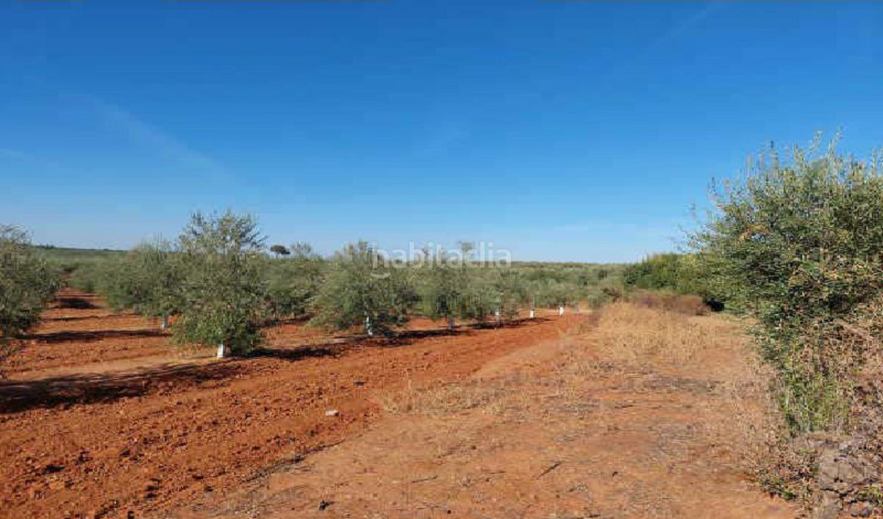 Foto 35ca5962-570d-47ee-a194-d9dbbe633ed4. Fondo rustico in Arahal