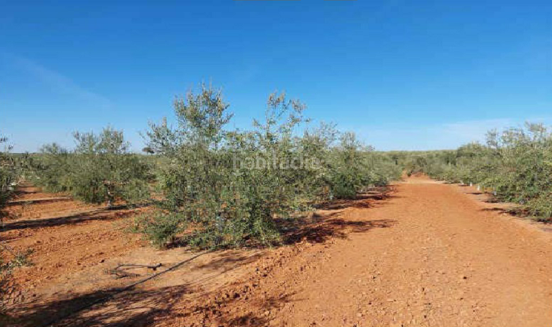 Foto 6cb60c46-ecf3-4f1f-b52f-a4c155b36aa4. Fondo rustico in Arahal