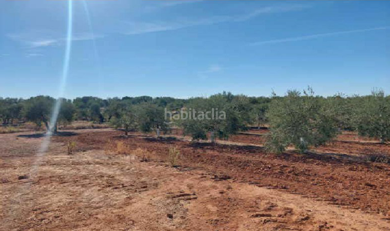 Foto 8c969cdd-d232-4bc6-9b5b-0055e6db8255. Fondo rustico in Arahal