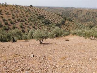 Finca rústica  La nava. Terreno en venta