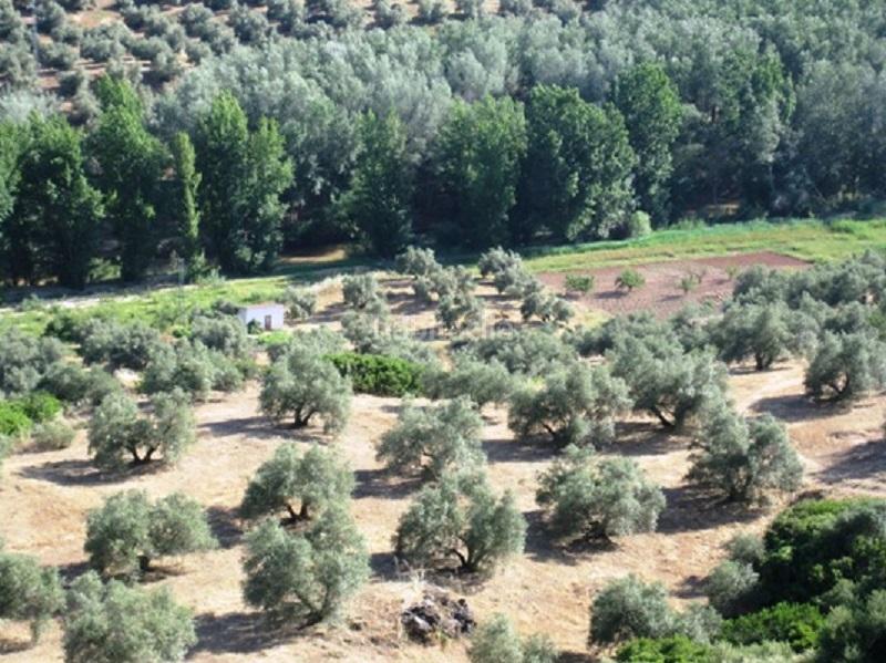 Foto 10634965-ae35-49db-9d74-656520d74d51. Rural plot in Navas de San Juan