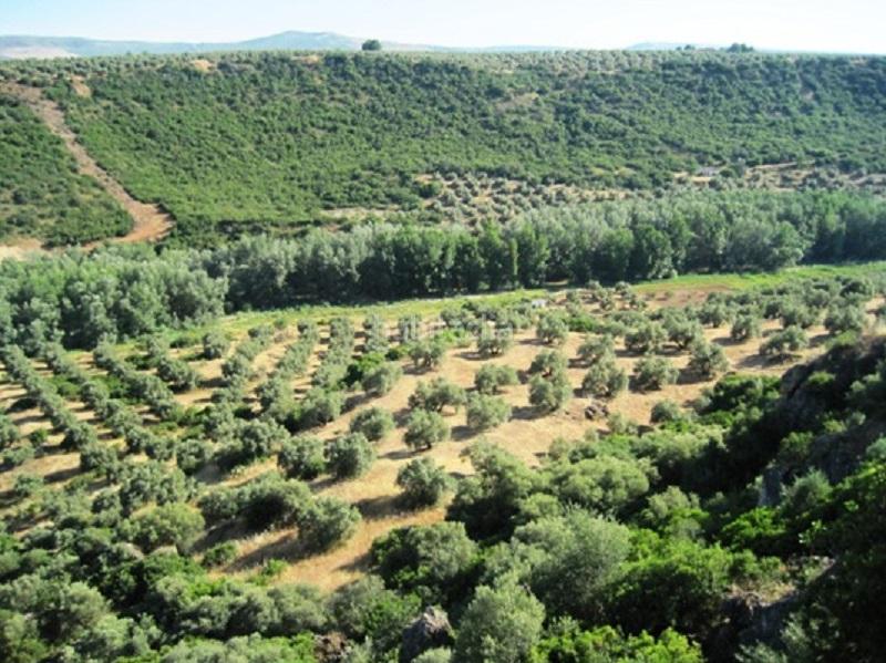 Foto 8b25454a-c09b-4301-9aa3-070db262d187. Rural plot in Navas de San Juan