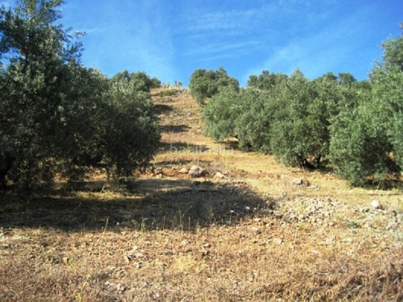 Foto b89f866c-0043-4f13-bf97-9572a21785fe. Rural plot in Navas de San Juan