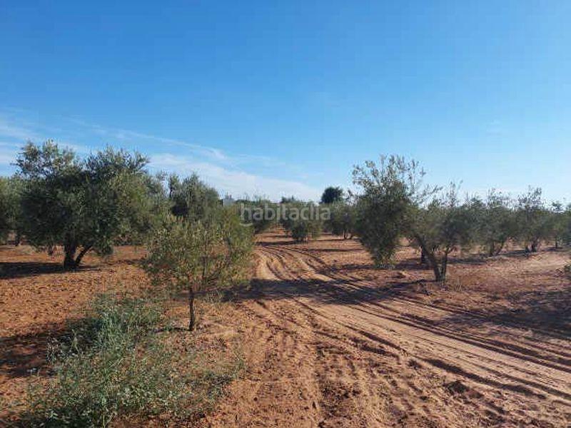 Foto 70cd4687-132f-44c0-8abe-9c2301229779. Finca rústica terreno en venta en Arahal