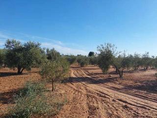 Propriété  Pago molinilla, poligono 5, parcela 156. Terreno en venta