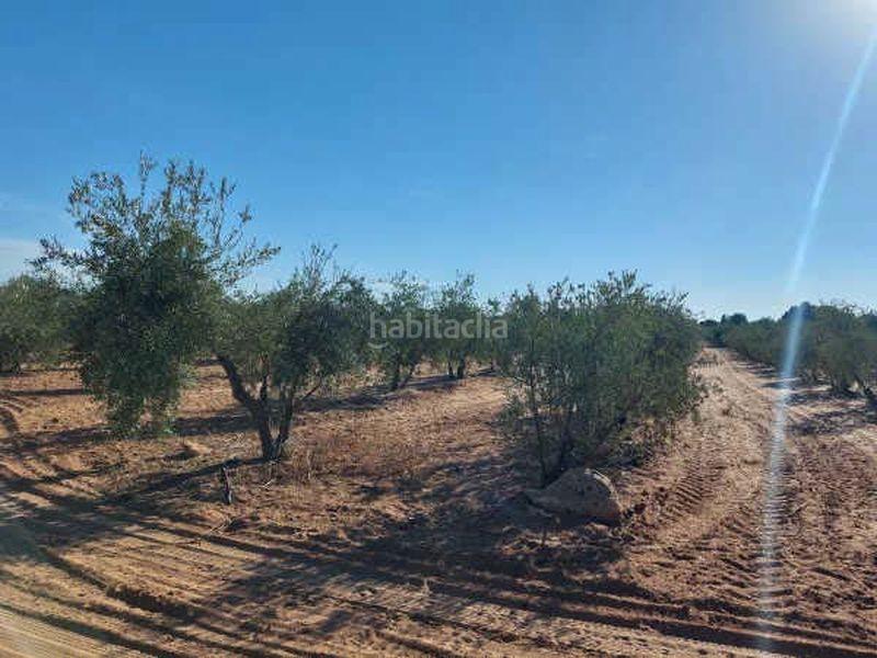 Foto b08266b5-71e4-466c-914d-2a4d9e24140d. Finca rústica terreno en venta en Arahal