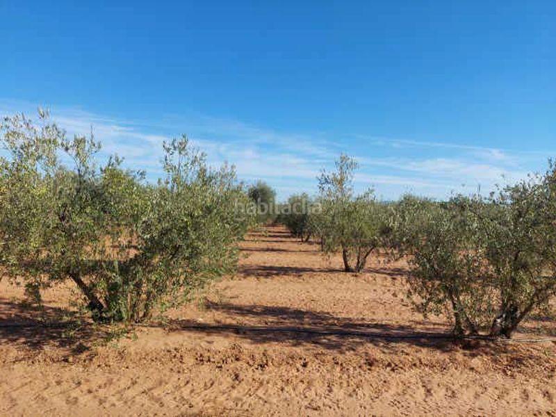 Foto d596fe38-60c8-4b7b-83d9-be7d67c47f86. Finca rústica terreno en venta en Arahal