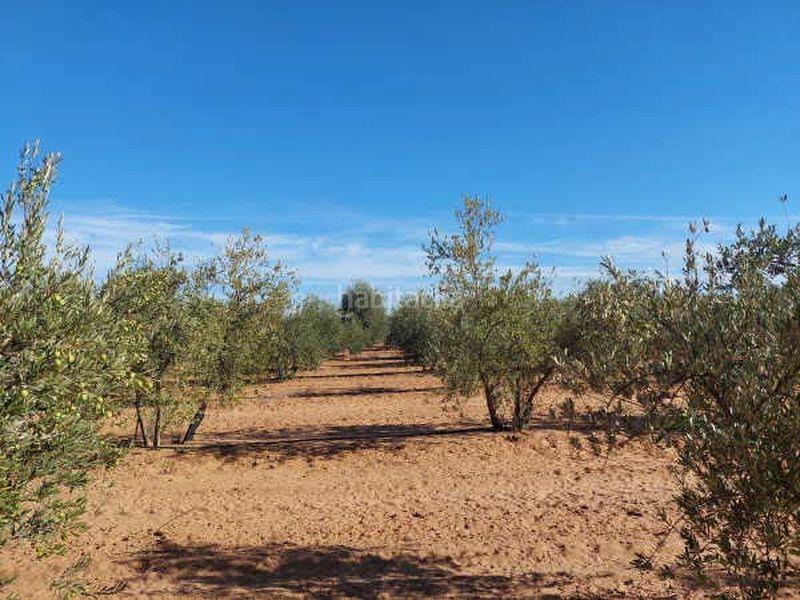 Foto dbcd25dc-6a74-4827-af2f-3ef44ca034b8. Finca rústica terreno en venta en Arahal