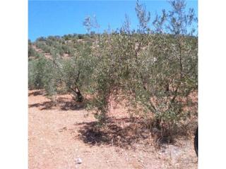 Finca rústica  Dehesa arana. Terreno en venta