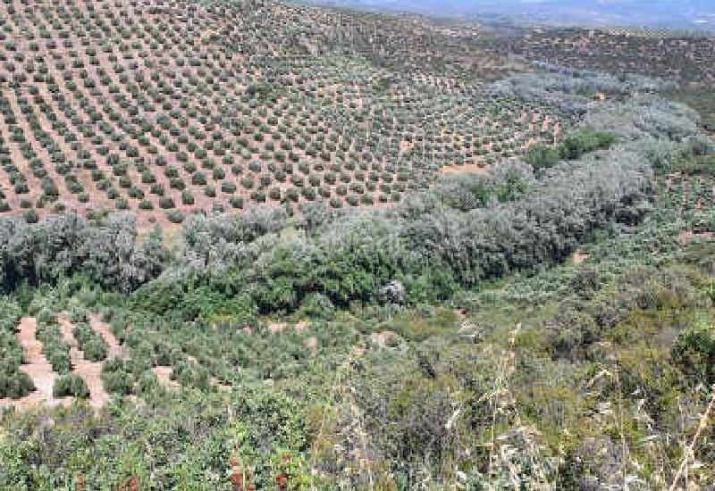 Foto 2cdde7f1-958c-49c9-a239-79bcfff56fb5. Finca rústica terreno en venta en Sabiote