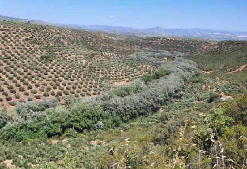 Foto 33e9fa14-d120-4e26-b406-09d1f36c64d2. Finca rústica terreno en venta en Sabiote