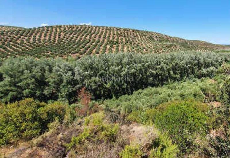 Foto f126d3bf-7d6a-4b90-82b1-758ddfffce1c. Finca rústica terreno en venta en Sabiote