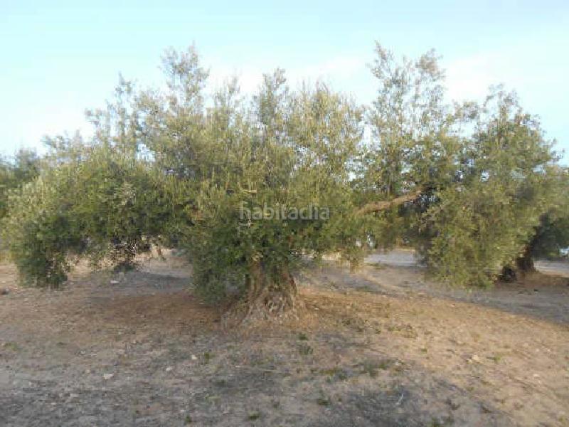Foto 9e4731b9-b5a0-403f-a4dd-a13efef79604. Finca rústica terreno en venta en Martos