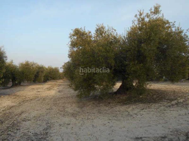 Foto ac52297f-8828-4bfe-af19-b32a14a60596. Finca rústica terreno en venta en Martos