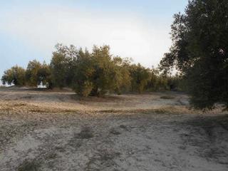 Propriété  Matagallanes. Terreno en venta