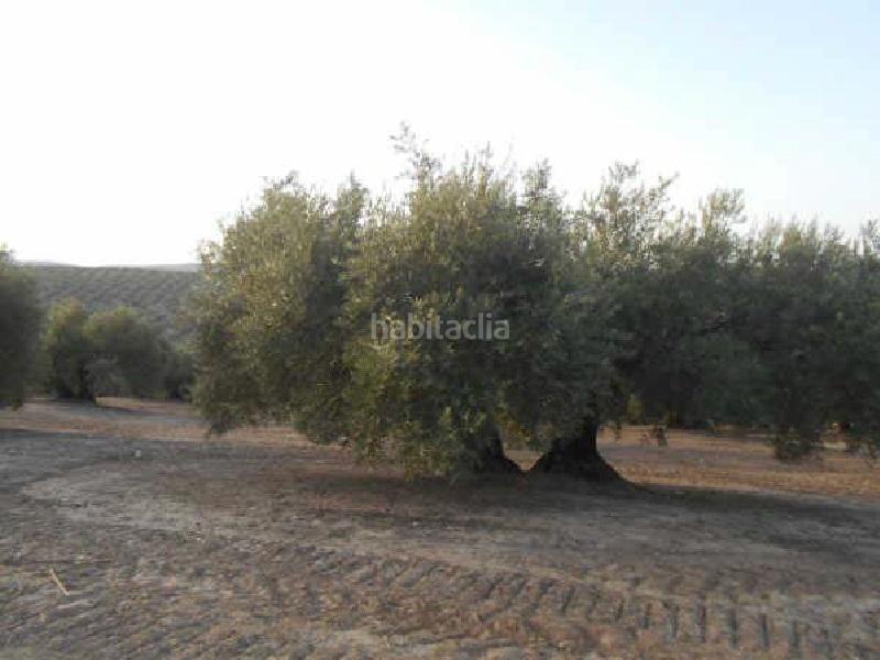Foto dcae2989-954c-4612-bbe1-14ec2eeaeee3. Finca rústica terreno en venta en Martos