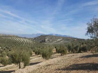 Finca rústica  Pozoblanco. Terreno en venta