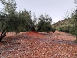 Finca rústica  Paraje cañada madera pgn 16 parc 19-20-33. Terreno en venta