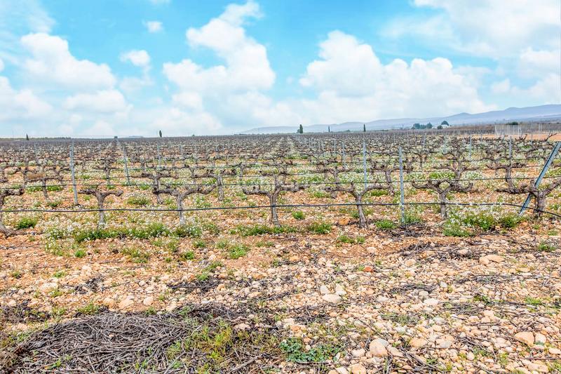 Foto 573c1c92-0464-4bb0-87ff-f90ec1a8f751. Fondo rustico in de las atalayas sn in Yecla